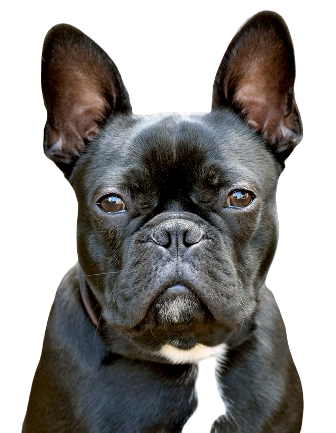 Frenchton Dog breed information in all topics