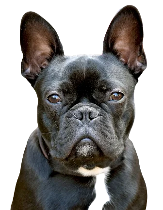 Frenchton Dog breed information in all topics