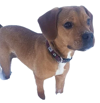 Frengle Dog breed information in all topics