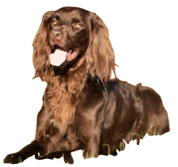 German Longhaired Pointer Dog breed information in all topics
