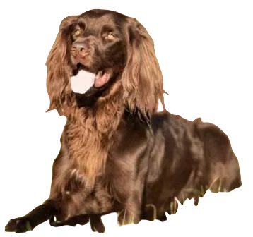 German Longhaired Pointer Dog breed information in all topics
