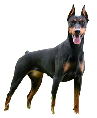German Pinscher Dog breed information in all topics