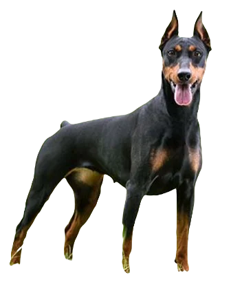 German Pinscher Dog breed information in all topics