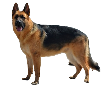 German Shepherd Dog breed information in all topics