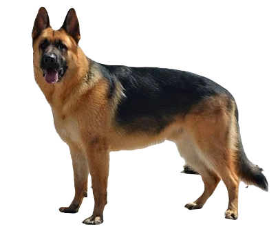 German Shepherd Dog breed information in all topics