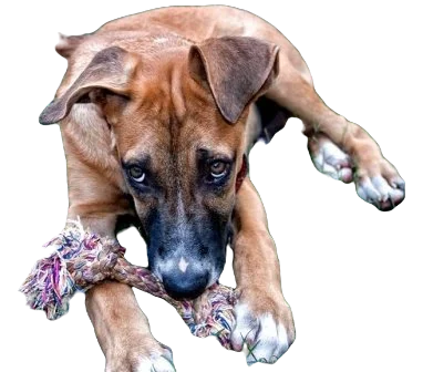 German Shepherd Pit Bull Dog breed information in all topics