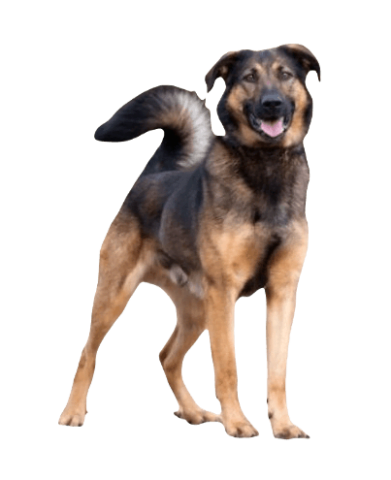 German Shepherd Rottweiler Mix Dog breed information in all topics