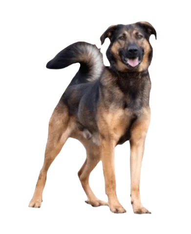 German Shepherd Rottweiler Mix Dog breed information in all topics