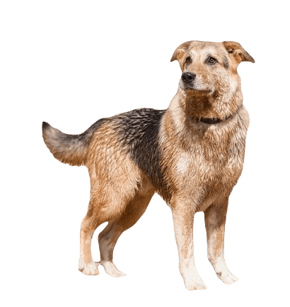 German Sheprador Dog breed information in all topics