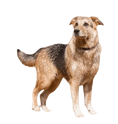 German Sheprador Dog breed information in all topics