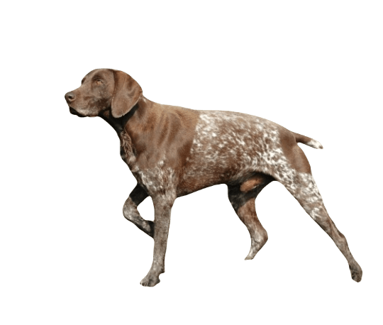 German Shorthaired Pointer Dog breed information in all topics
