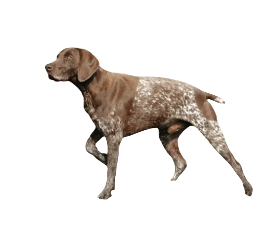 German Shorthaired Pointer Dog breed information in all topics