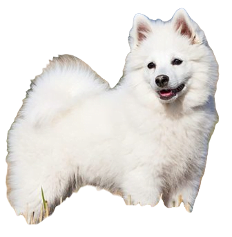 German Spitz Dog breed information in all topics
