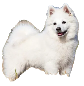 German Spitz Dog breed information in all topics