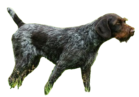 German Wirehaired Pointer Dog breed information in all topics