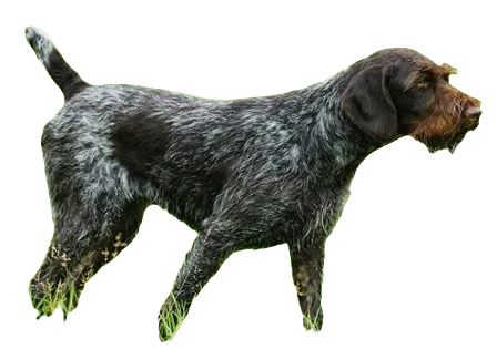 German Wirehaired Pointer Dog breed information in all topics