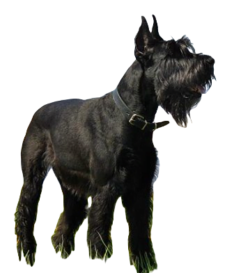 Giant Schnauzer Dog breed information in all topics