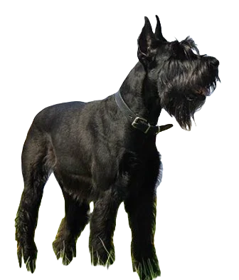 Giant Schnauzer Dog breed information in all topics