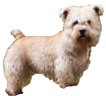 Glen of Imaal Terrier Dog breed information in all topics