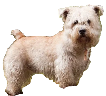 Glen of Imaal Terrier Dog breed information in all topics
