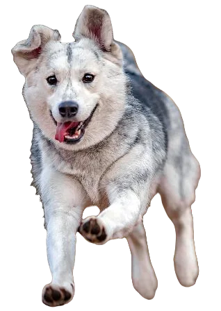 Goberian Dog breed information in all topics