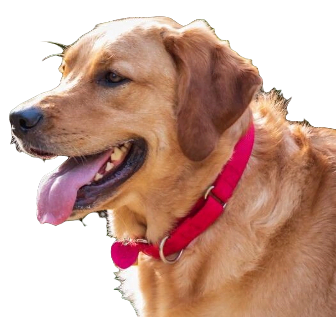 Goldador Dog breed information in all topics