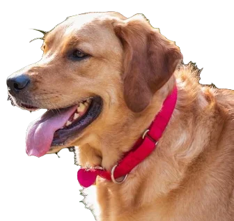 Goldador Dog breed information in all topics