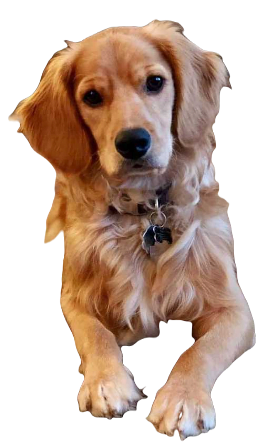 Golden Cocker Retriever Dog breed information in all topics