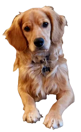 Golden Cocker Retriever Dog breed information in all topics