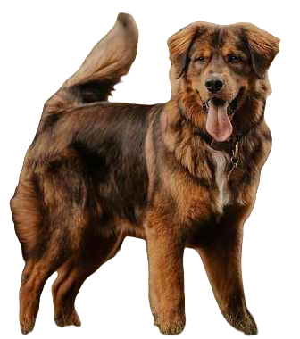 Golden Mountain Dog breed information in all topics