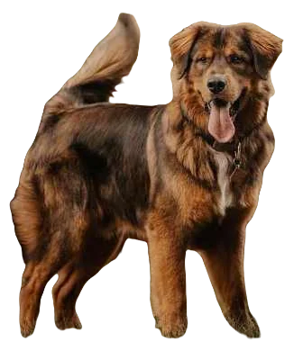 Golden Mountain Dog breed information in all topics