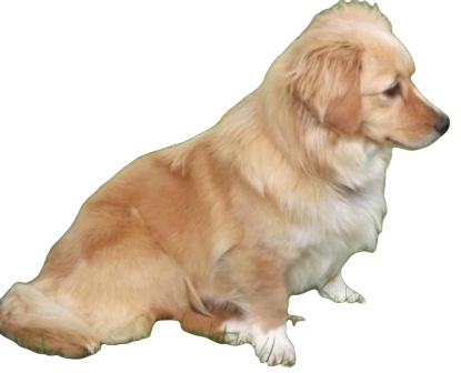 Golden Retriever Corgi Dog breed information in all topics