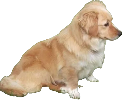 Golden Retriever Corgi Dog breed information in all topics