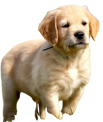 Golden Retriever Dog breed information in all topics