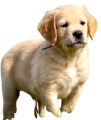 Golden Retriever Dog breed information in all topics