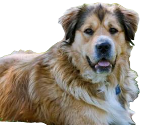 Golden Shepherd Dog breed information in all topics