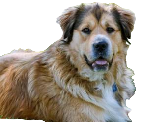 Golden Shepherd Dog breed information in all topics