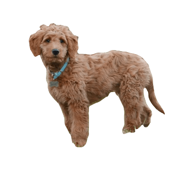 Goldendoodle Dog breed information in all topics