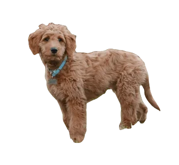 Goldendoodle Dog breed information in all topics