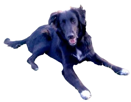 Gollie Dog breed information in all topics