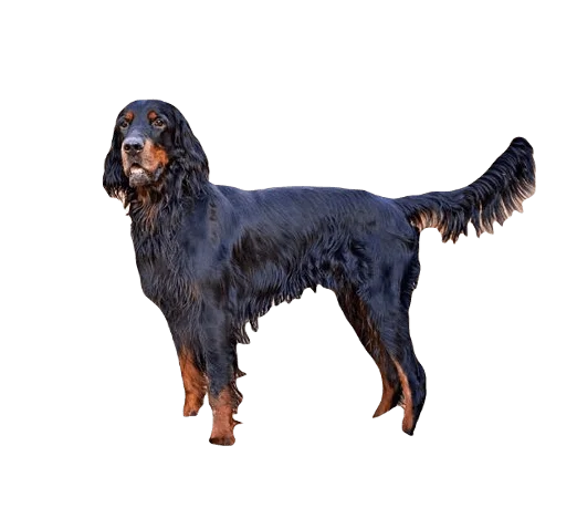 Gordon Setter Dog breed information in all topics
