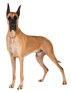 Great Dane Dog breed information in all topics