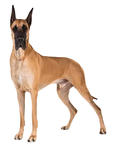 Great Dane Dog breed information in all topics