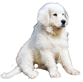 Great Pyrenees Dog breed information in all topics