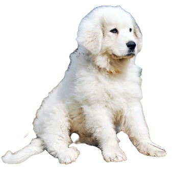 Great Pyrenees Dog breed information in all topics