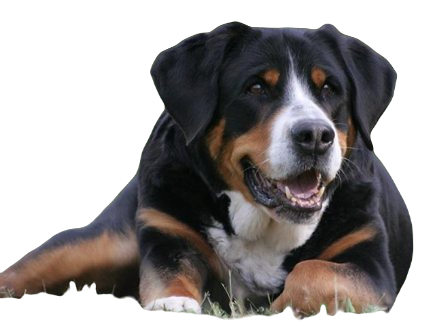 Greater Swiss Mountain Dog breed information in all topics