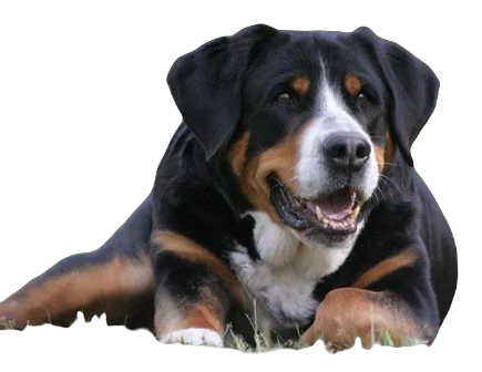 Greater Swiss Mountain Dog breed information in all topics