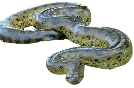 Information about green anaconda Snakes in all topics