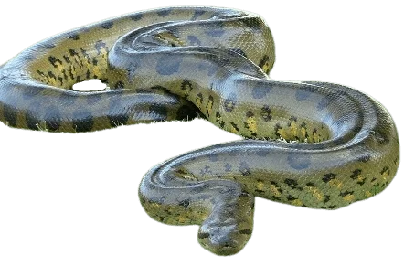 Information about green anaconda Snakes in all topics
