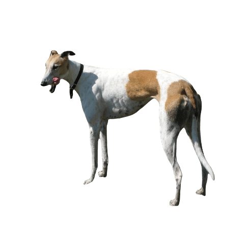 Greyhound Dog breed information all topics